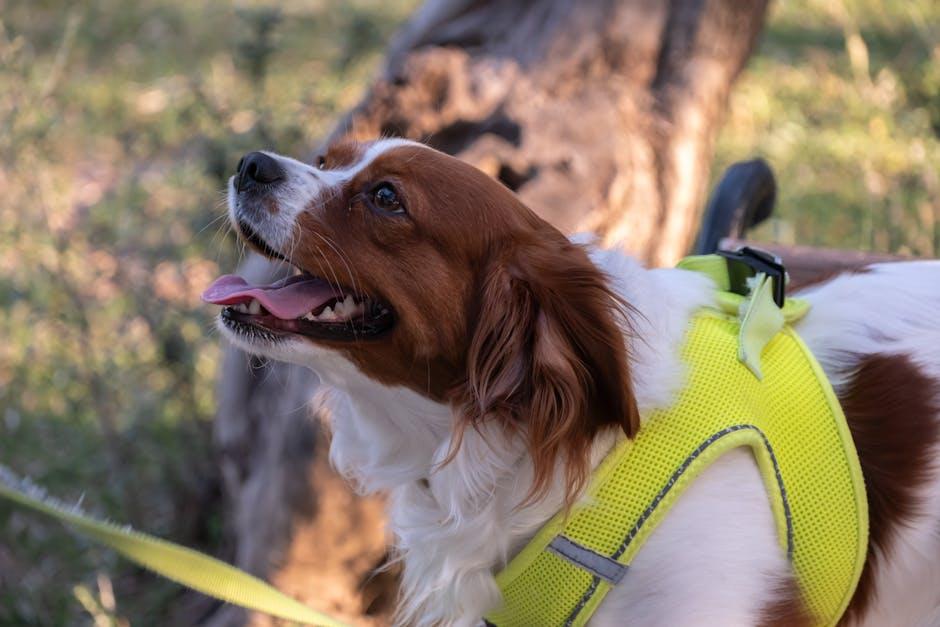 - Harnessing Solar Power in Joshua Tree: A Sustainable Energy‍ Solution