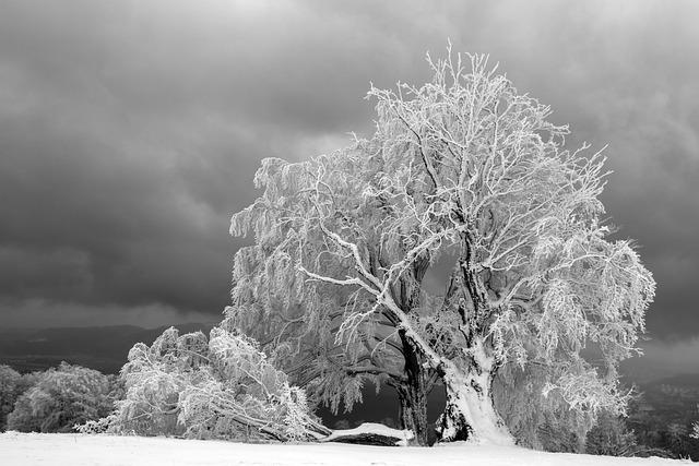 Assessing Damage: Steps ​to ‍Take After Hail Hits