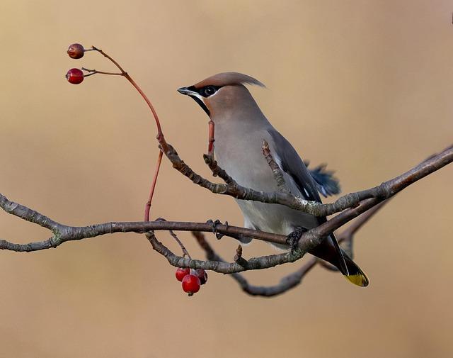 Common Bird Problems Surrounding Solar Panels